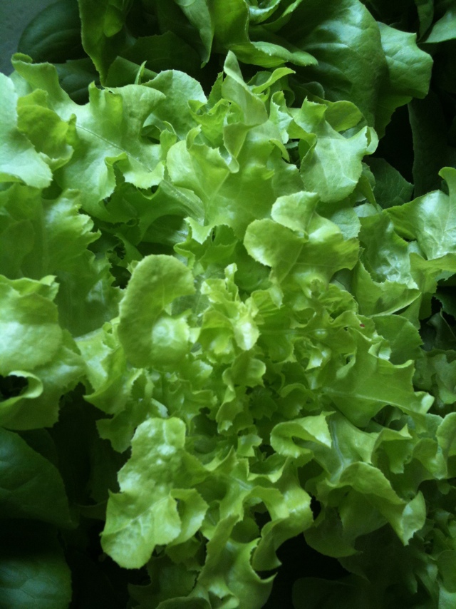 hydroponic gardening system: Hydroponic Lettuce And Tomatoes