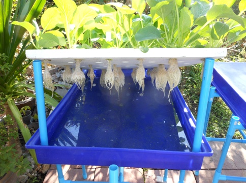 ... brassicas can also be grown successfully using simplified hydroponics